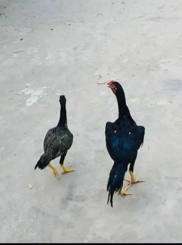aseel pair
