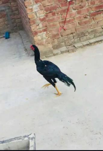 aseel pair