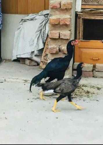 aseel pair