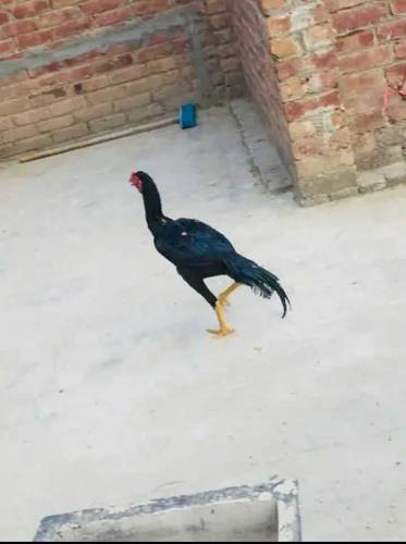 aseel pair