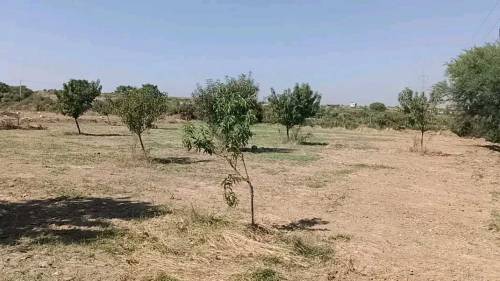 پلاٹس برائے فروخت 