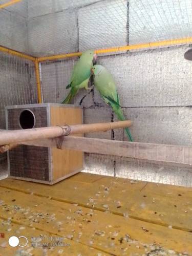 ringneck parrot