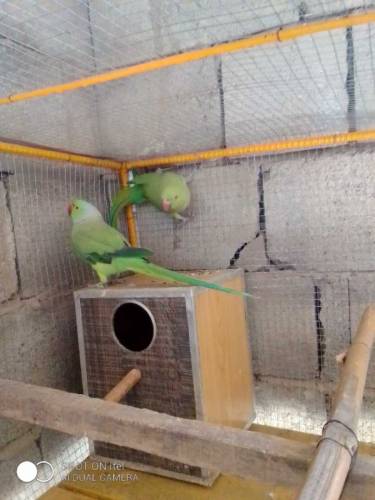 ringneck parrot
