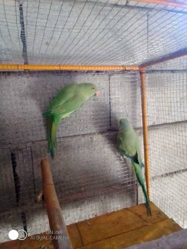ringneck parrot