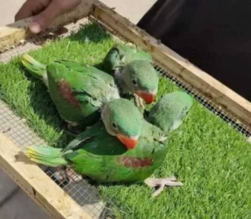 Raw jumbo size chicks 