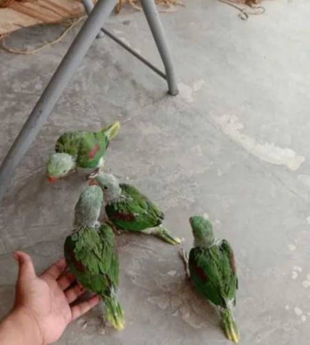 Raw jumbo size chicks 