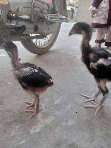 Shamoo Aseel chiks 