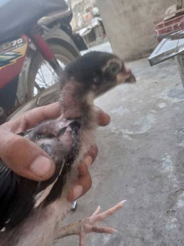Shamoo Aseel chiks 