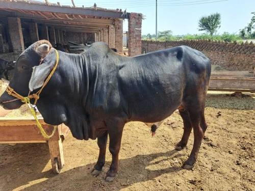 Bull whyra bachra