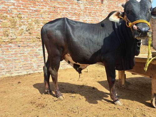 Bull whyra bachra