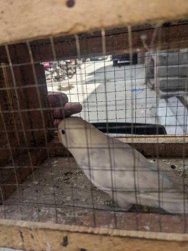 love bird albino black eye split ino brider male 