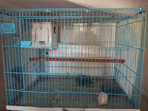 birds cage