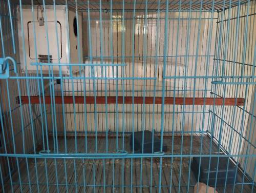birds cage