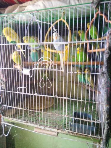 budgie for sall