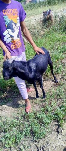 Male Goat