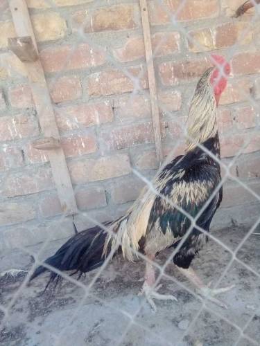 Jawa Male 2time winner exchange hens k sath possible 