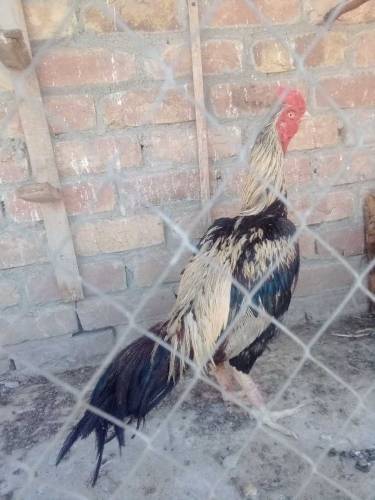 Jawa Male 2time winner exchange hens k sath possible 