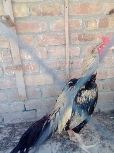 Jawa Male 2time winner exchange hens k sath possible 