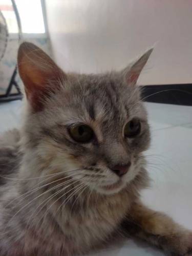 triple coated Persian cat