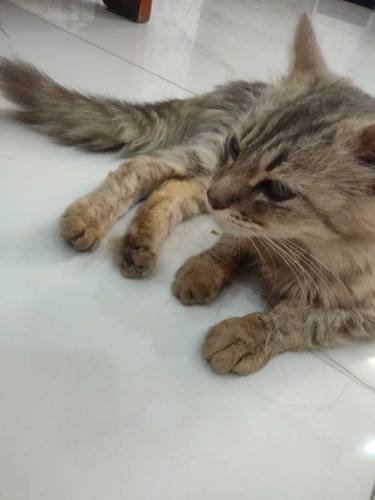 triple coated Persian cat
