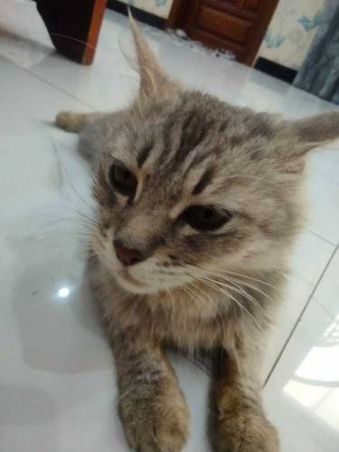 triple coated Persian cat