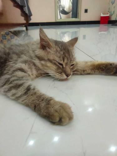 triple coated Persian cat