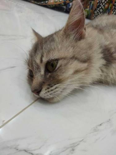triple coated Persian cat