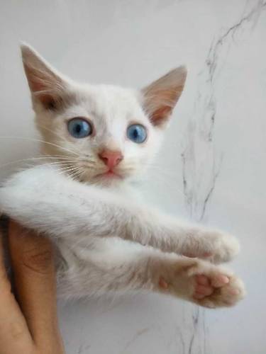 semi Persian kittens with coloured eyes