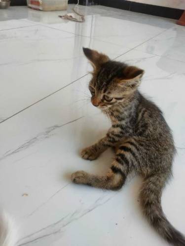 semi Persian kittens with coloured eyes