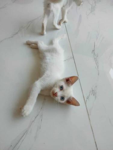 semi Persian kittens with coloured eyes