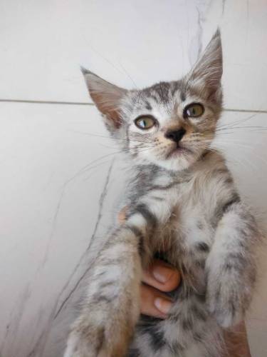 semi Persian kittens with coloured eyes