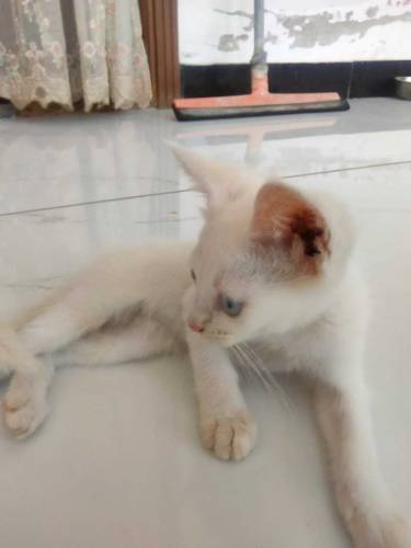 semi Persian kittens with coloured eyes