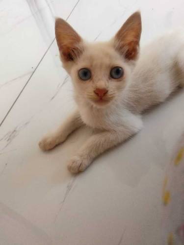 semi Persian kittens with coloured eyes