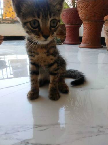 semi Persian kittens with coloured eyes