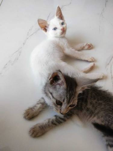 semi Persian kittens with coloured eyes