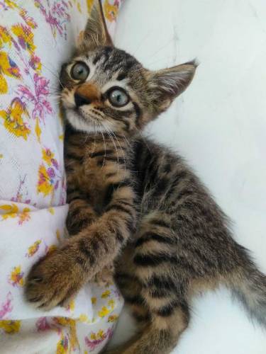 semi Persian kittens with coloured eyes
