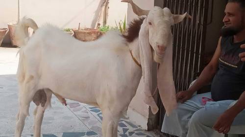 gulabi kapla