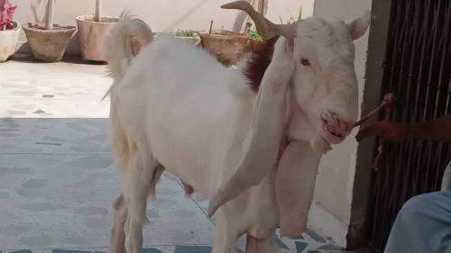 gulabi kapla