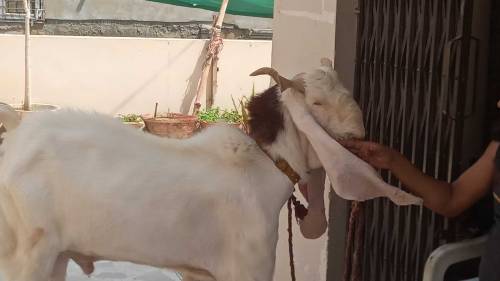 gulabi kapla