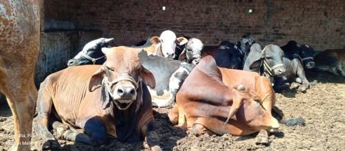 qurbani janwar for sale