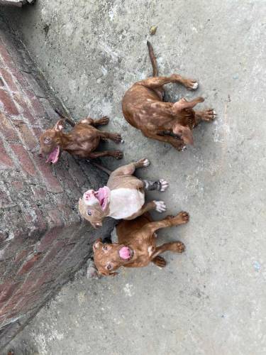 American Pitbull Terrier Imported Bloodline 