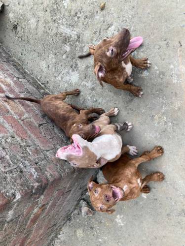 American Pitbull Terrier Imported Bloodline 