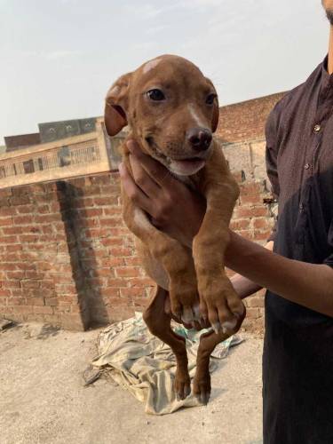 American Pitbull Terrier Imported Bloodline 