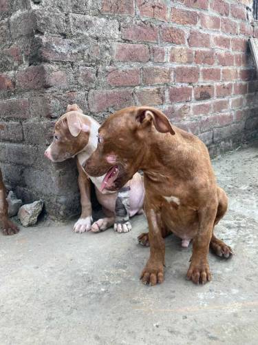 American Pitbull Terrier Imported Bloodline 