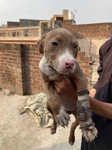 American Pitbull Terrier Imported Bloodline 