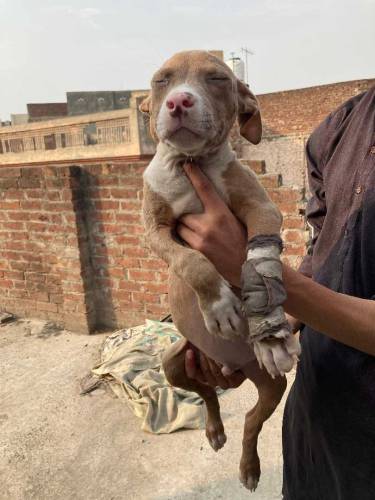 American Pitbull Terrier Imported Bloodline 