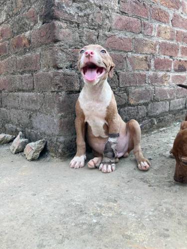 American Pitbull Terrier Imported Bloodline 