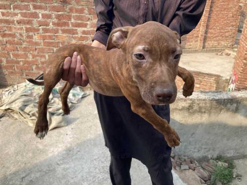 American Pitbull Terrier Imported Bloodline 