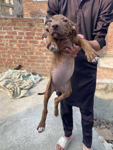 American Pitbull Terrier Imported Bloodline 