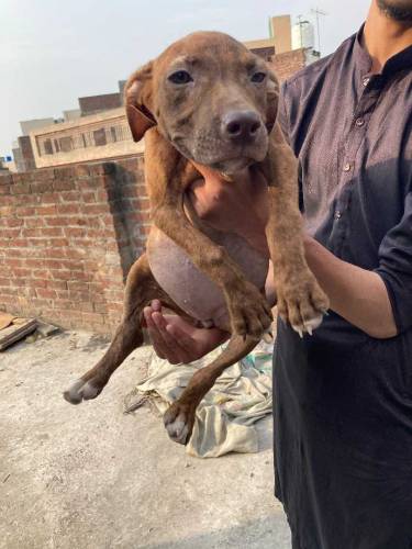American Pitbull Terrier Imported Bloodline 